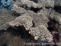 Acropora cf. florida