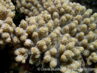 Acropora cf. florida