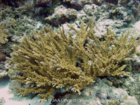 Acropora cf. florida 2 (Palau)