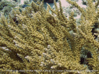 Acropora cf. florida 2 (Palau)