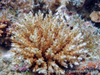 Acropora cf. granulosa sensu Randall