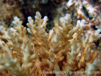 Acropora cf. granulosa sensu Randall