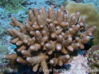 Acropora cf. humilis