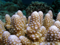 Acropora cf. humilis