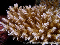 Acropora cf. kimbeensis