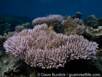 Acropora cf. latistella sensu Veron