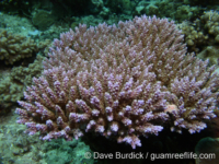 Acropora cf. latistella sensu Veron