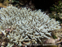 Acropora loripes?