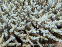 Acropora loripes?