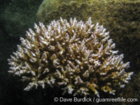 Acropora cf. loripes sensu Veron