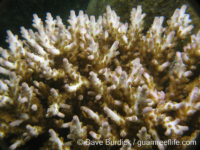 Acropora cf. loripes sensu Veron