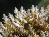 Acropora cf. loripes sensu Veron