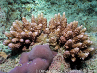 Acropora cf. lutkeni