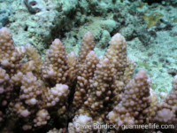 Acropora cf. lutkeni