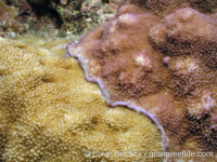 Acropora cf. minuta