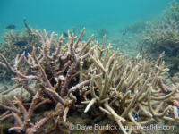 Acropora cf. muricata (left, A. muricata on right)