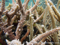 Acropora cf. muricata (left, A. muricata on right)