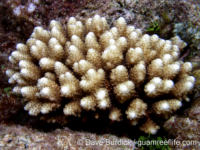 Acropora cf. nasuta (thick-stemmed)