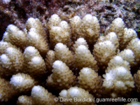 Acropora cf. nasuta (thick-stemmed)