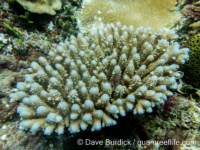 Acropora cf. nasuta (thin-stemmed)