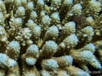 Acropora cf. nasuta (thin-stemmed)