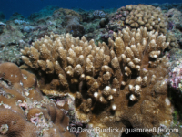 Acropora cf. palmerae