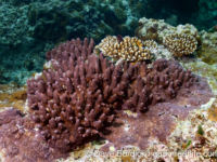 Acropora cf. palmerae