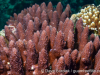 Acropora cf. palmerae