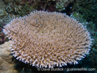 Acropora cf. paniculata