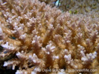 Acropora cf. paniculata