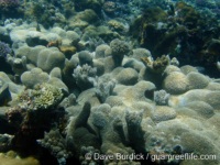 Acropora cf. pinguis