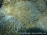 Acropora cf. pinguis