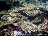 Acropora cf. polystoma sensu Wallace