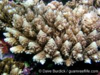 Acropora cf. polystoma sensu Wallace