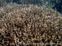 Acropora cf. pulchra