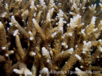 Acropora cf. pulchra