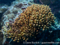 Acropora cf. retusa