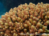 Acropora cf. retusa