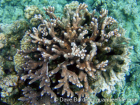 Acropora cf. robusta