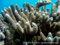 Acropora cf. robusta