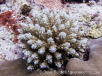 Acropora cf. rosaria sensu Veron