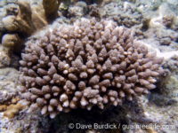 Acropora cf. schmitti