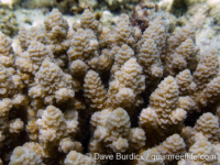 Acropora cf. schmitti