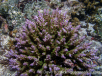 Acropora cf. secale