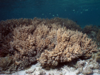 Acropora cf. striata (CNMI)