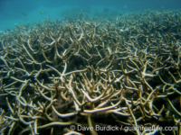 Acropora cf. teres