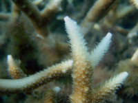 Acropora cf. teres