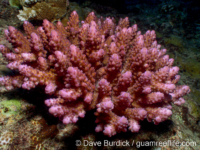 Acropora cophodactyla sensu Veron 2000