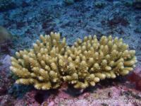 Acropora cophodactyla sensu Veron 2000