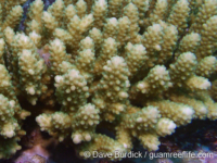 Acropora cophodactyla sensu Veron 2000